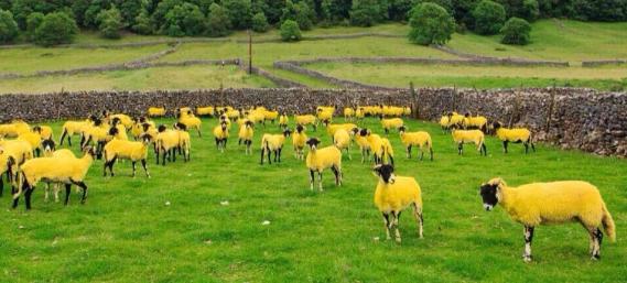 Tour de France sheep